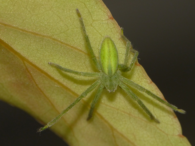 Micrommata virescens